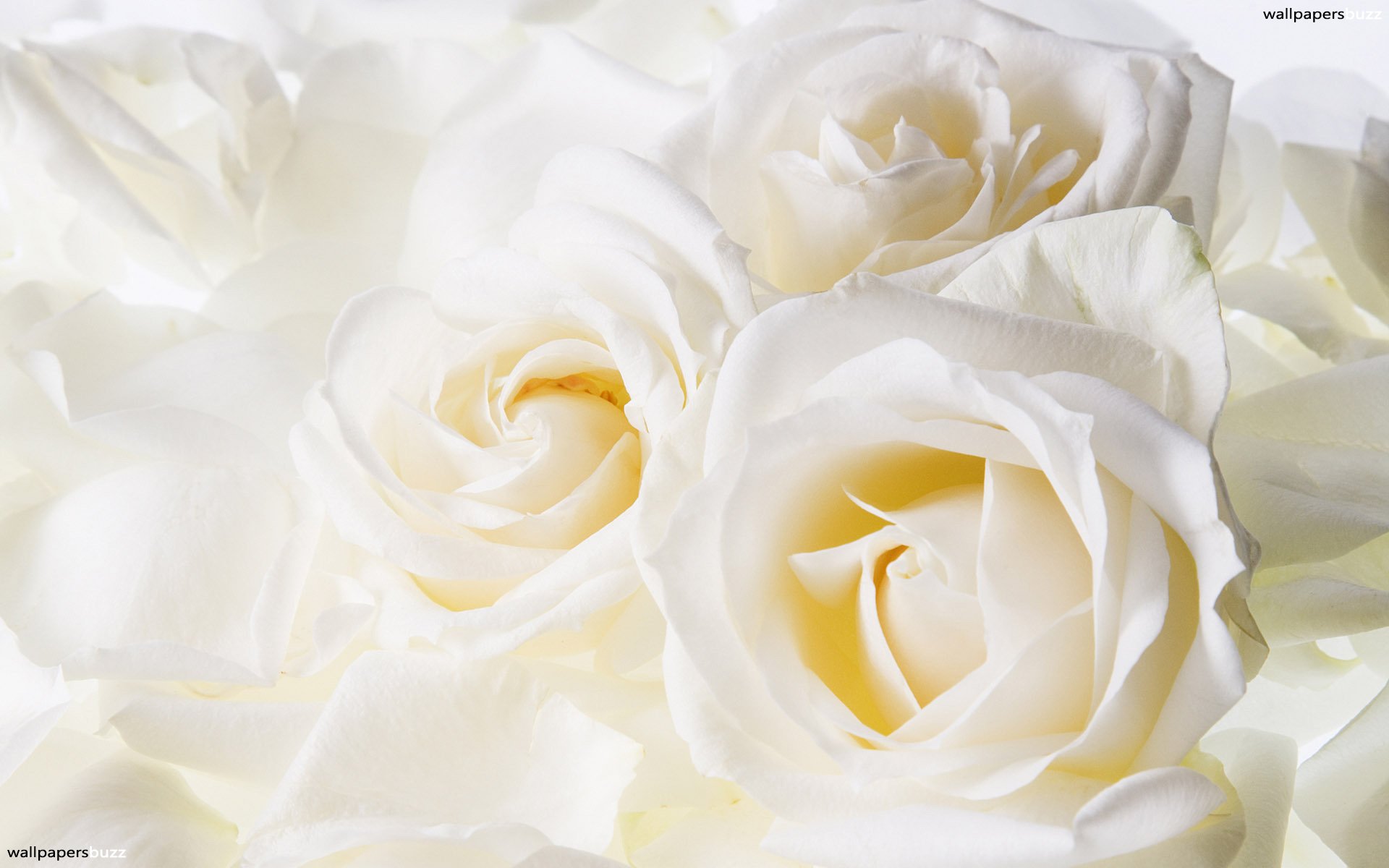 beautiful-white-roses-hd-wallpaper-b_beautiful-white-roses - Honey &  BettsHoney & Betts