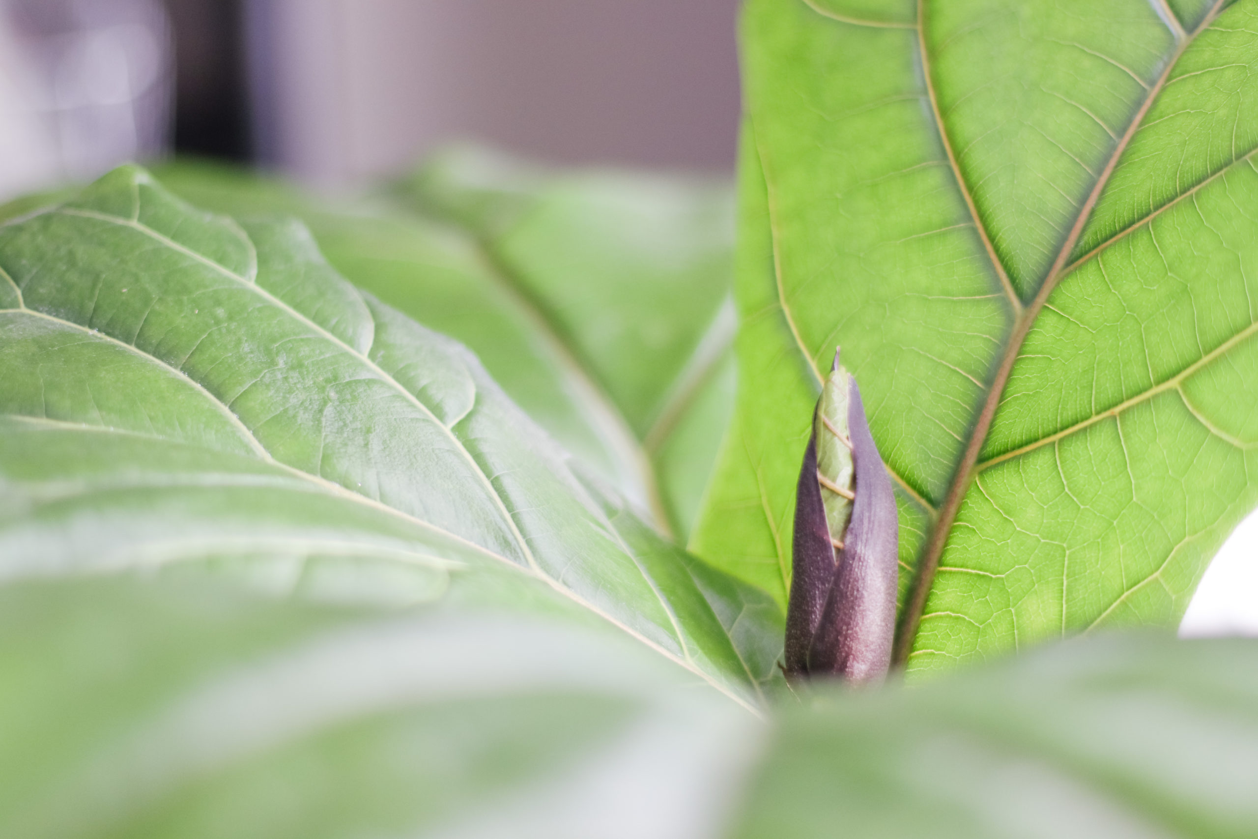 5 Reasons For Shriveled Stalk Of Fiddle Leaf Fig 